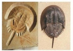 Levande fossil